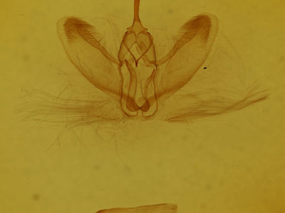 genitalia view of adult Metarranthis duaria