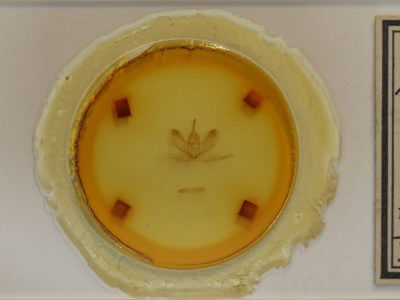 slide view of adult Metarranthis duaria