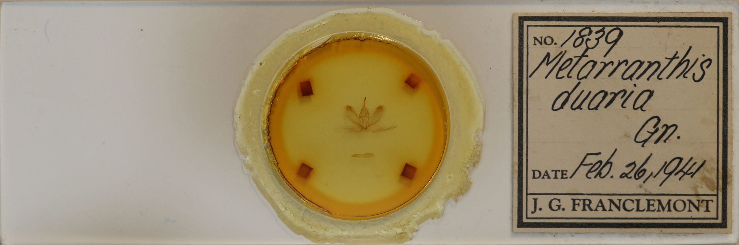 slide view of adult Metarranthis duaria