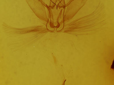 genitalia view of adult Metarranthis duaria