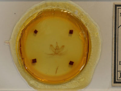 slide view of adult Metarranthis duaria