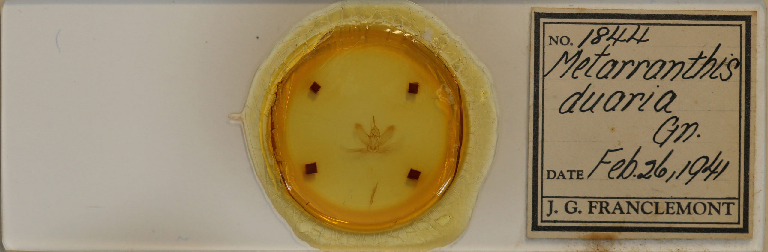 slide view of adult Metarranthis duaria