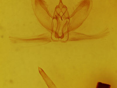 genitalia view of adult Metarranthis duaria