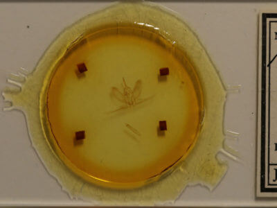 slide view of adult Metarranthis duaria