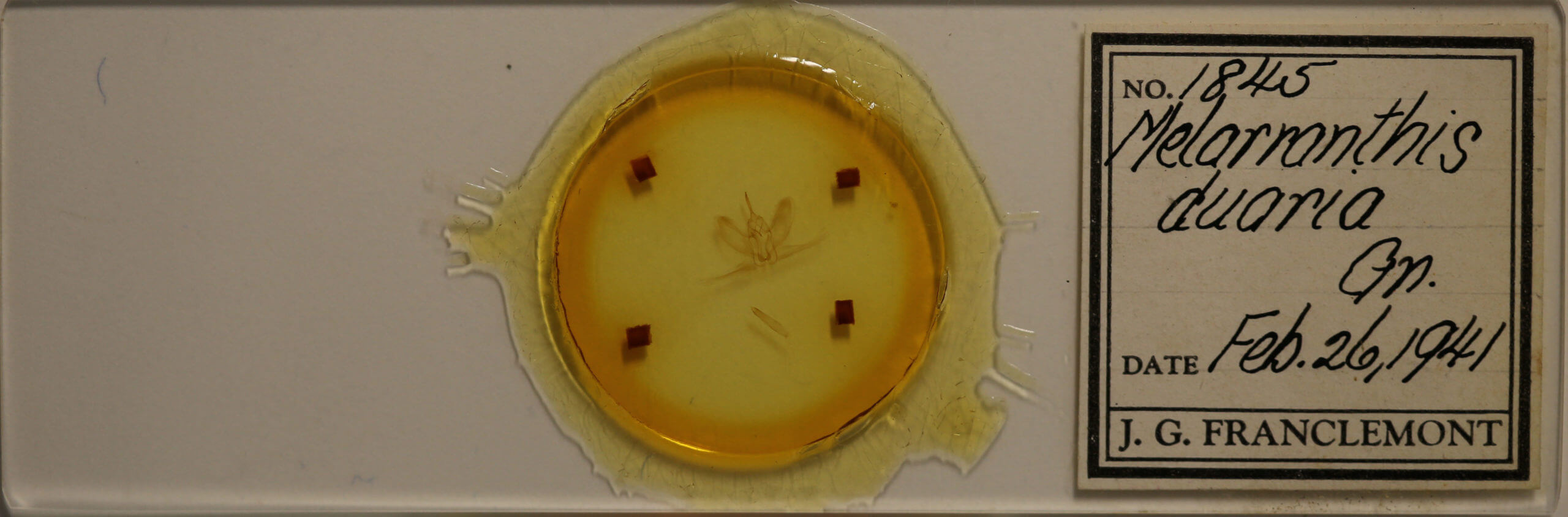 slide view of adult Metarranthis duaria