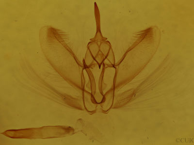 genitalia view of adult Metarranthis duaria