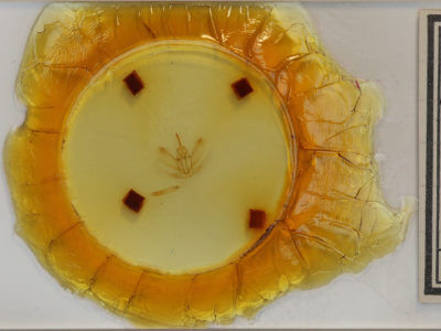 slide view of adult Metarranthis duaria