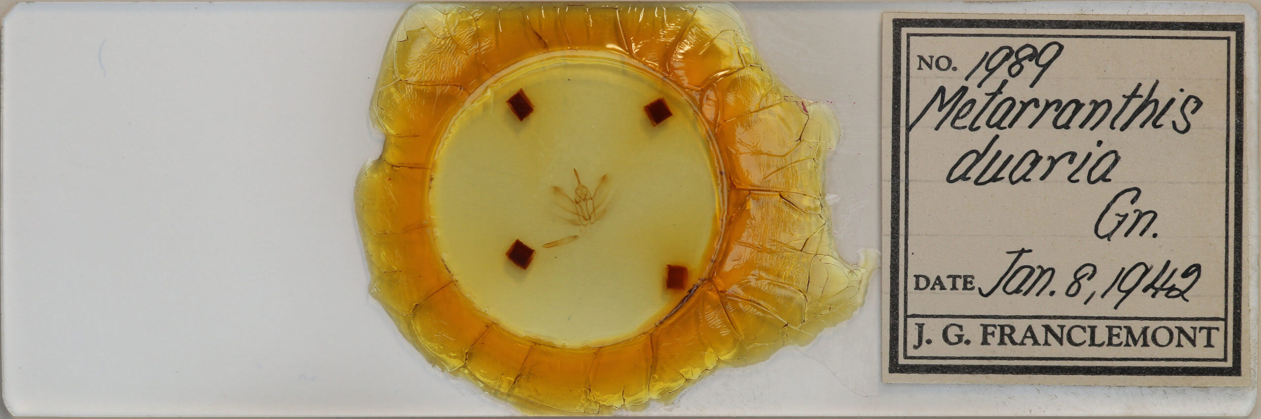 slide view of adult Metarranthis duaria