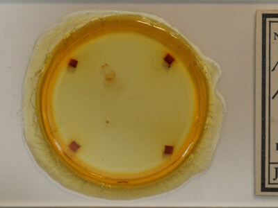 slide view of adult Metarranthis hypochraria