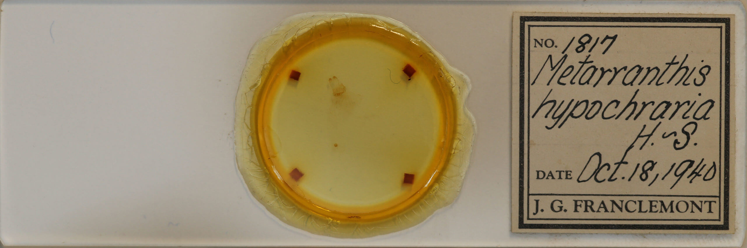 slide view of adult Metarranthis hypochraria
