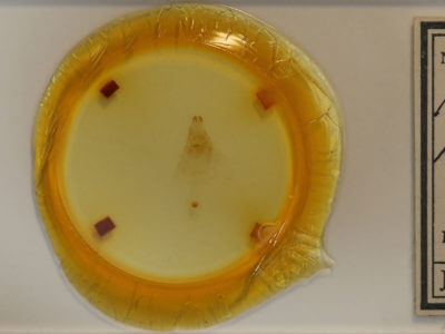 slide view of adult Metarranthis hypochraria