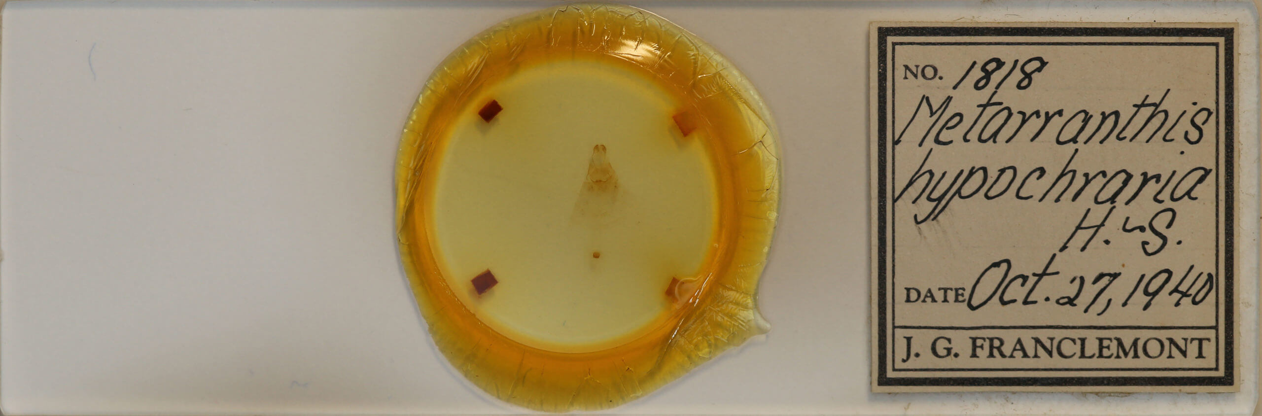 slide view of adult Metarranthis hypochraria