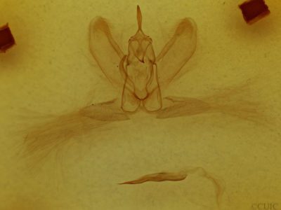 genitalia view of adult Metarranthis hypochraria