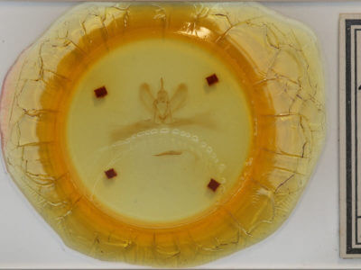 slide view of adult Metarranthis hypochraria