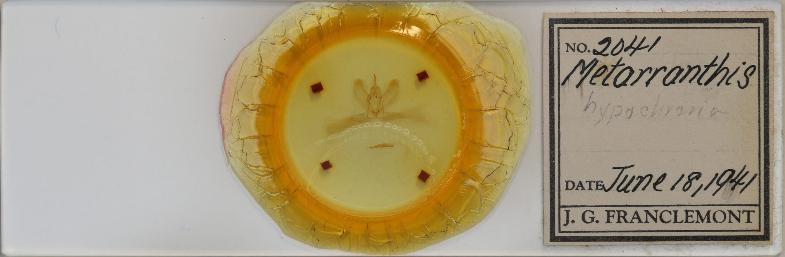 slide view of adult Metarranthis hypochraria