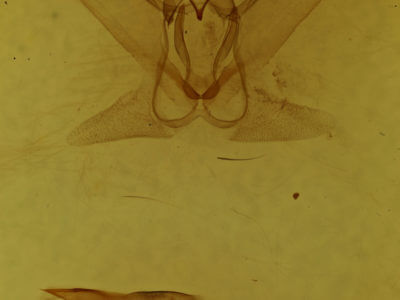 genitalia view of adult Metarranthis indeclinata