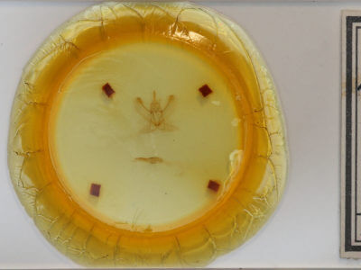 slide view of adult Metarranthis indeclinata