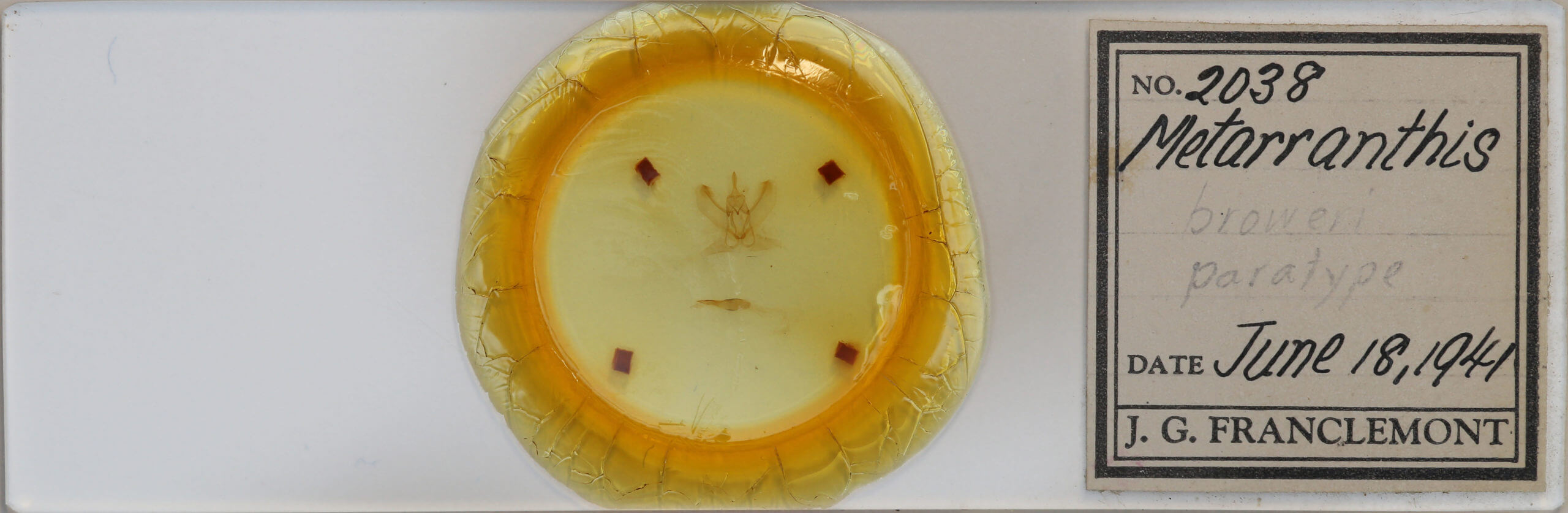 slide view of adult Metarranthis indeclinata