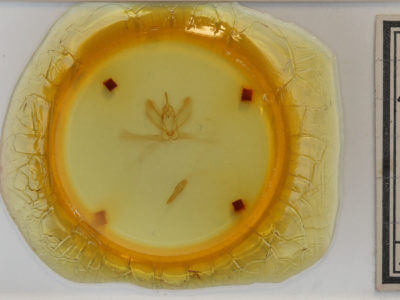 slide view of adult Metarranthis indeclinata