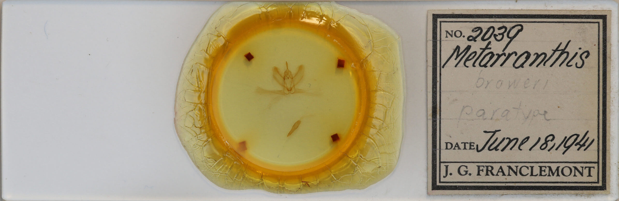 slide view of adult Metarranthis indeclinata