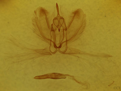 genitalia view of adult Metarranthis refractaria