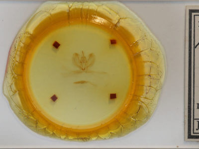 slide view of adult Metarranthis refractaria