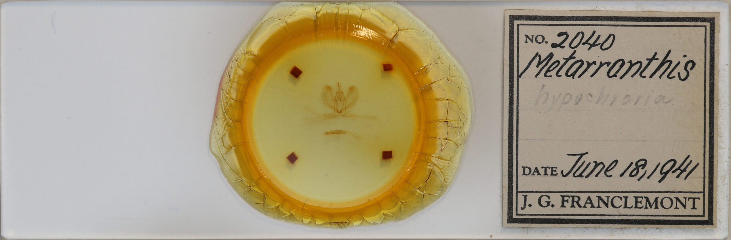 slide view of adult Metarranthis refractaria