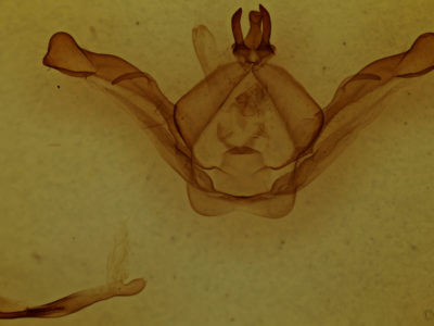 genitalia view of adult Shaka atrovittata