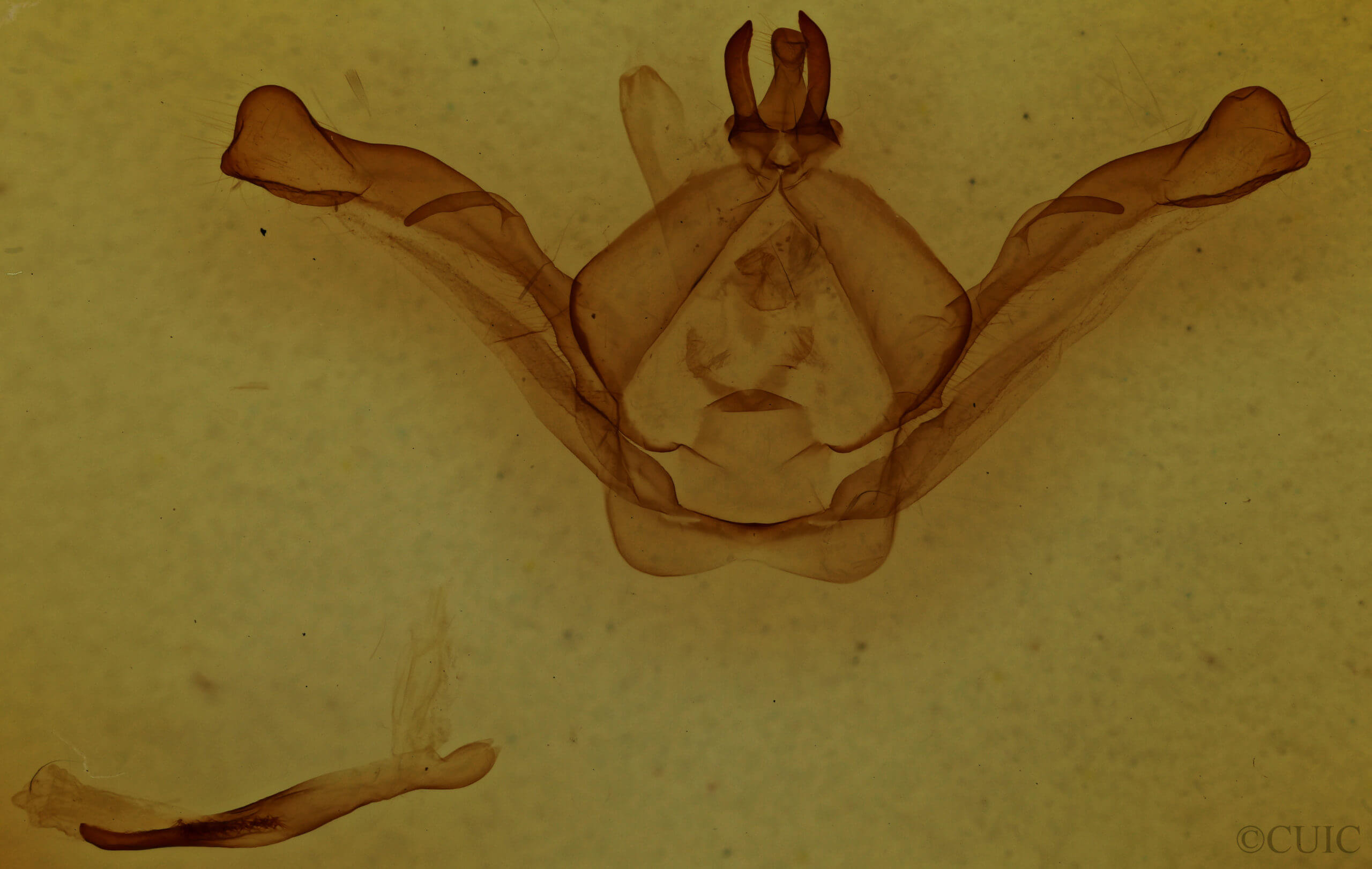 genitalia view of adult Shaka atrovittata
