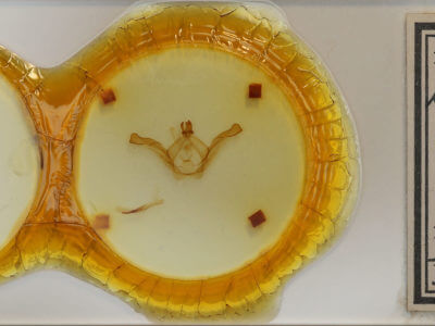 slide view of adult Shaka atrovittata