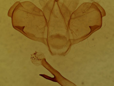 genitalia view of adult Microphalera grisea