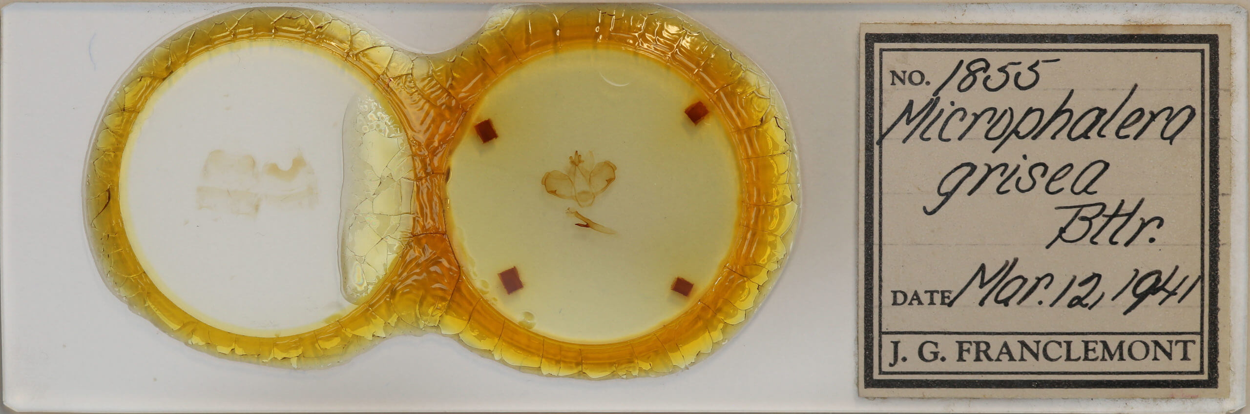 slide view of adult Microphalera grisea