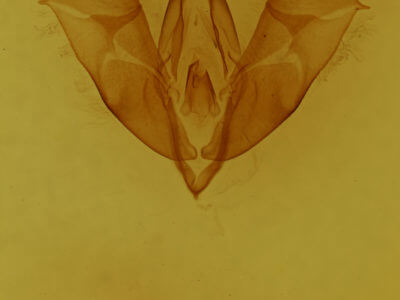 genitalia view of adult Moma alpium