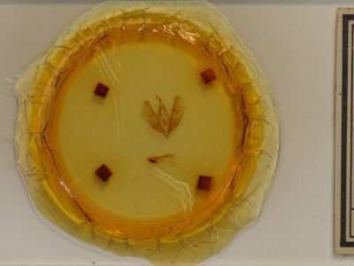 slide view of adult Moma alpium