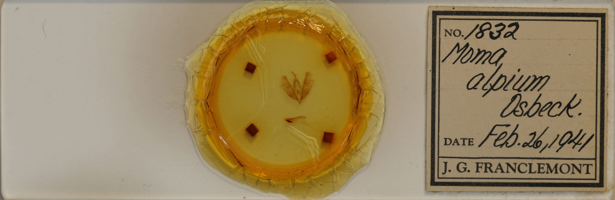 slide view of adult Moma alpium