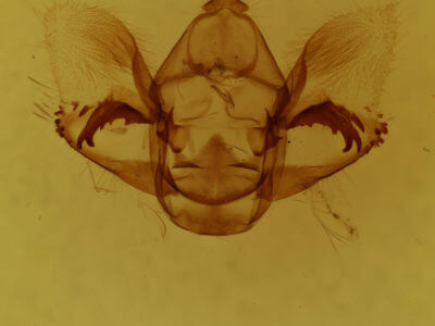 genitalia view of adult Phaeoura quernaria