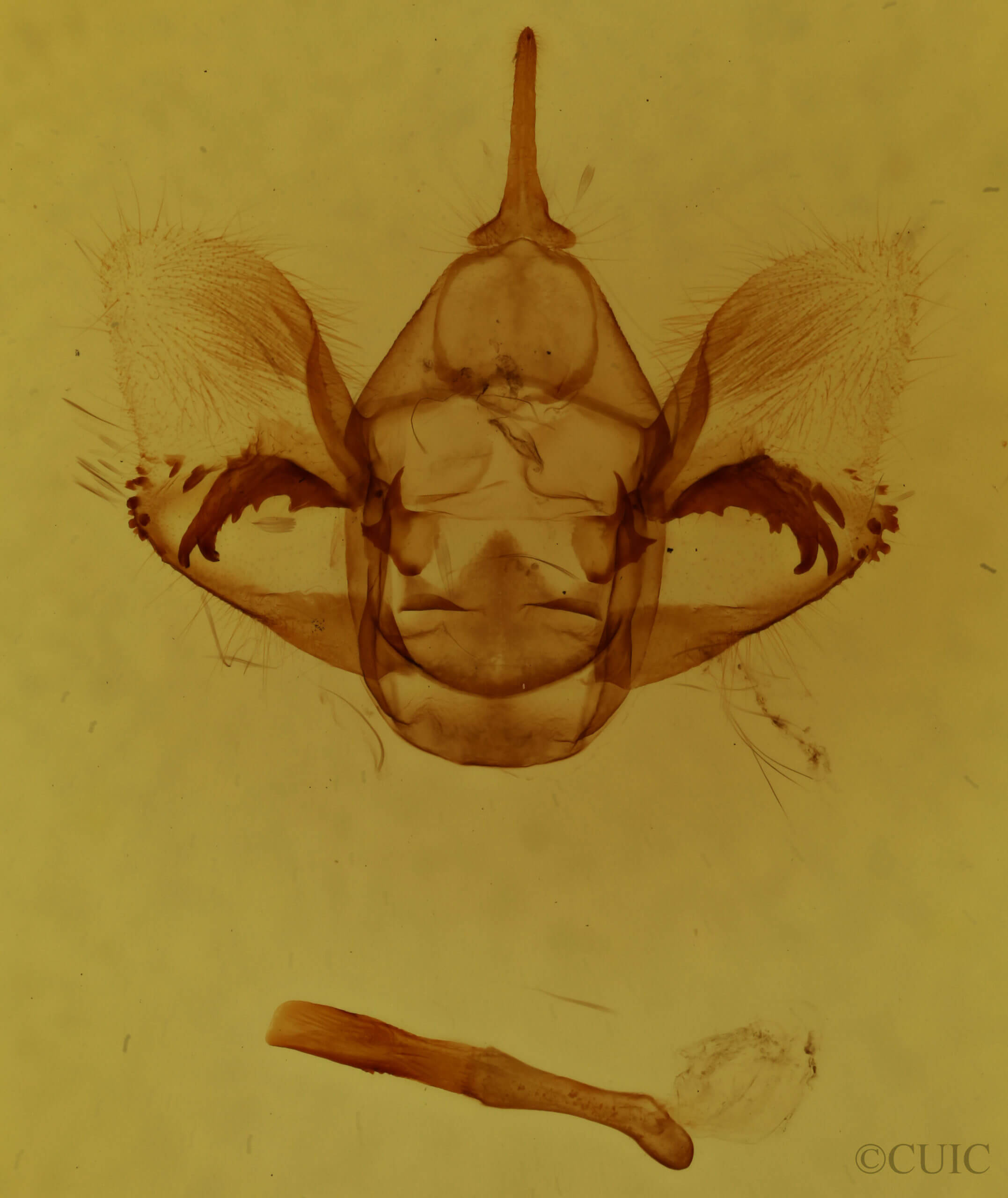 genitalia view of adult Phaeoura quernaria