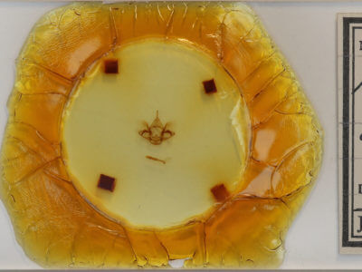 slide view of adult Phaeoura quernaria