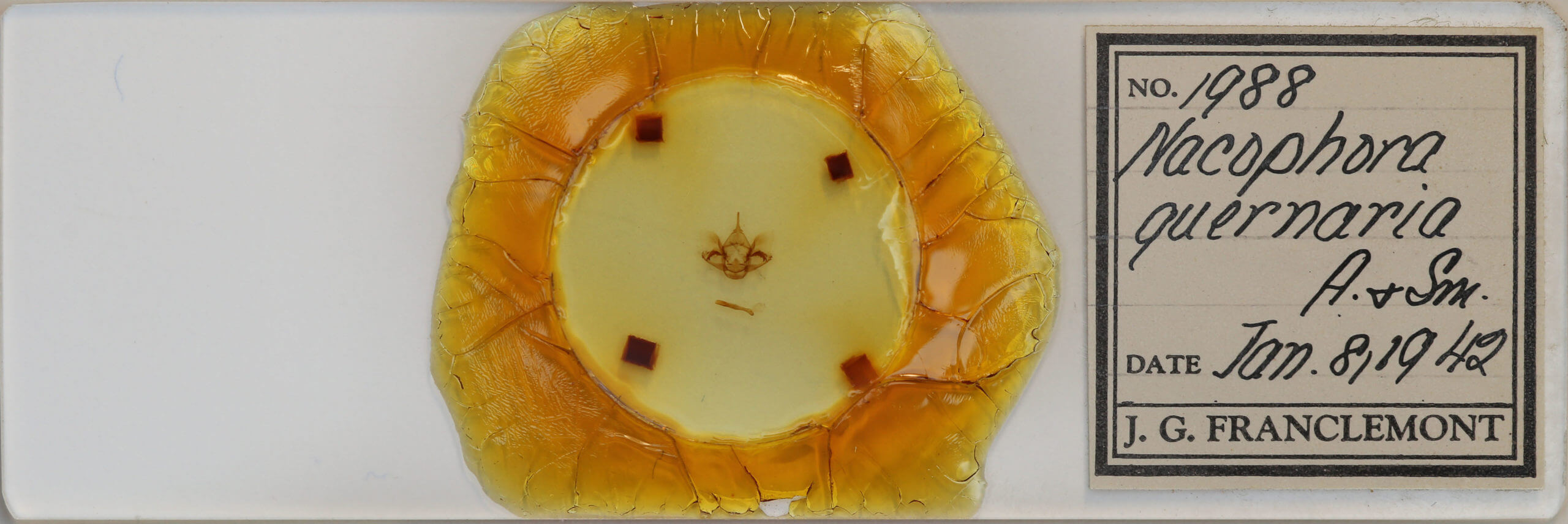 slide view of adult Phaeoura quernaria