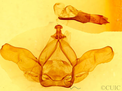 genitalia view of adult Nadata gibbosa