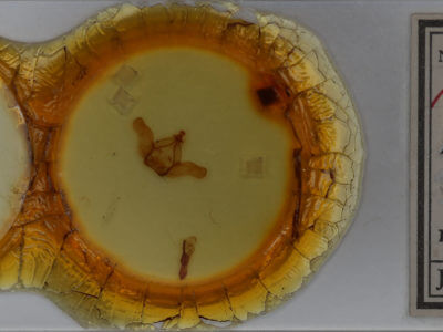 slide view of adult Nadata gibbosa