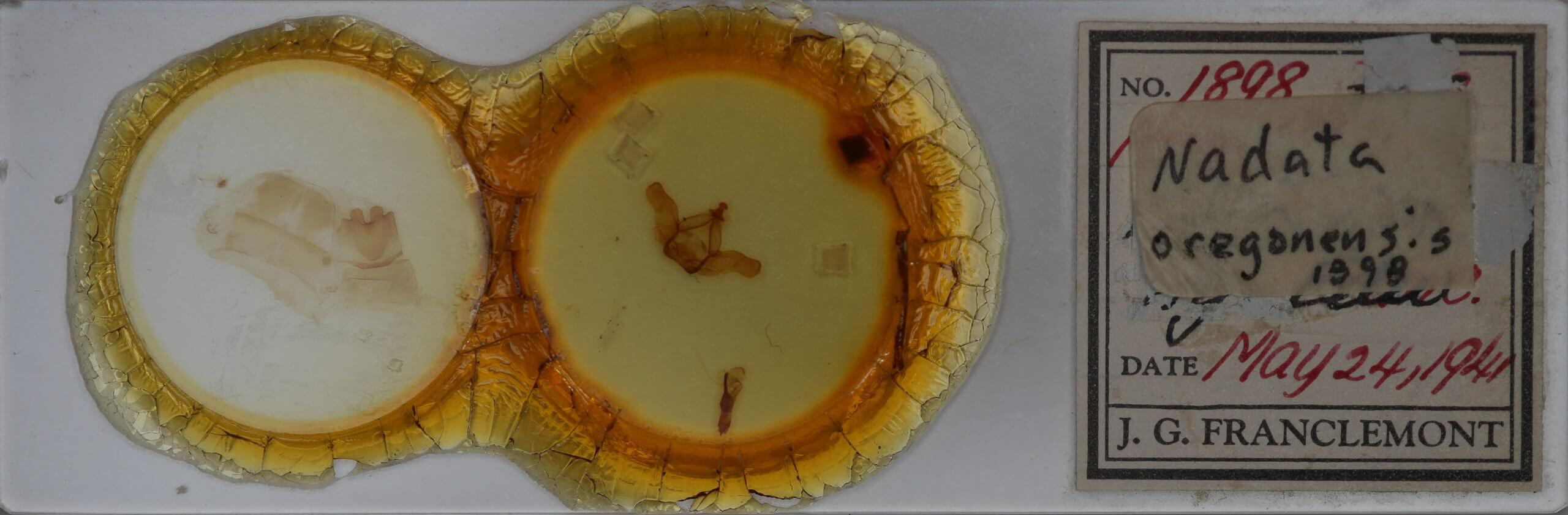 slide view of adult Nadata gibbosa