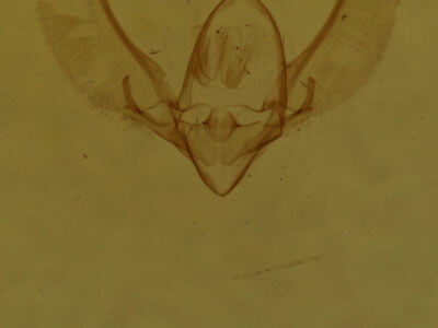 genitalia view of adult Nola sp.