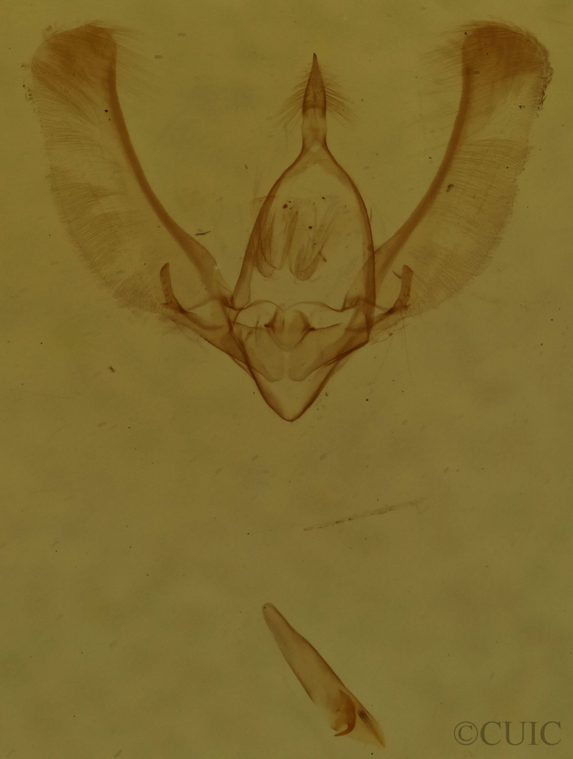 genitalia view of adult Nola sp.