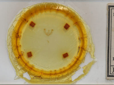 slide view of adult Nola sp.