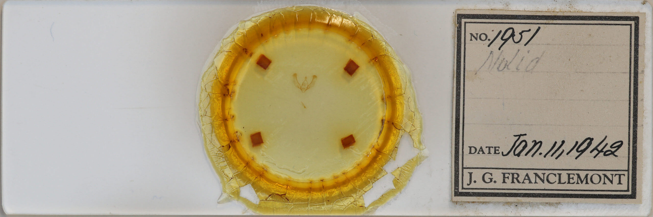 slide view of adult Nola sp.