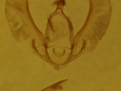 genitalia view of adult Meganola minuscula