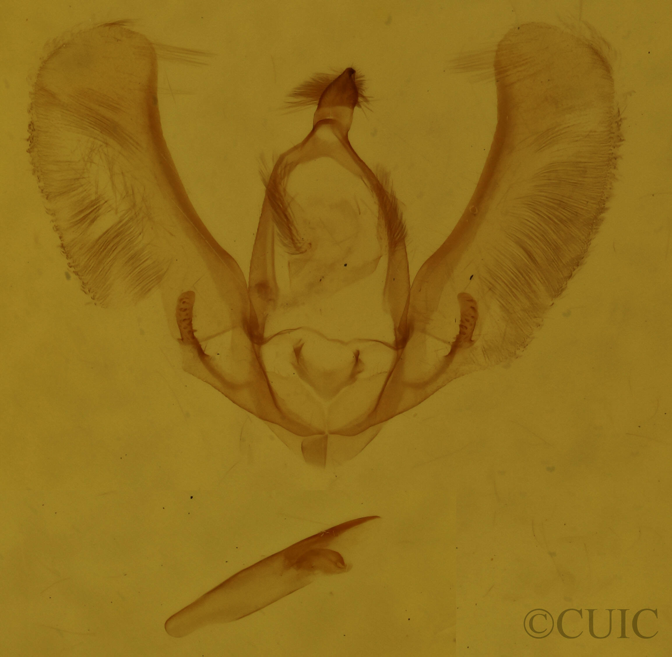 genitalia view of adult Meganola minuscula