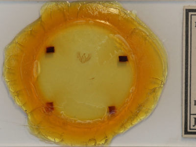 slide view of adult Meganola minuscula