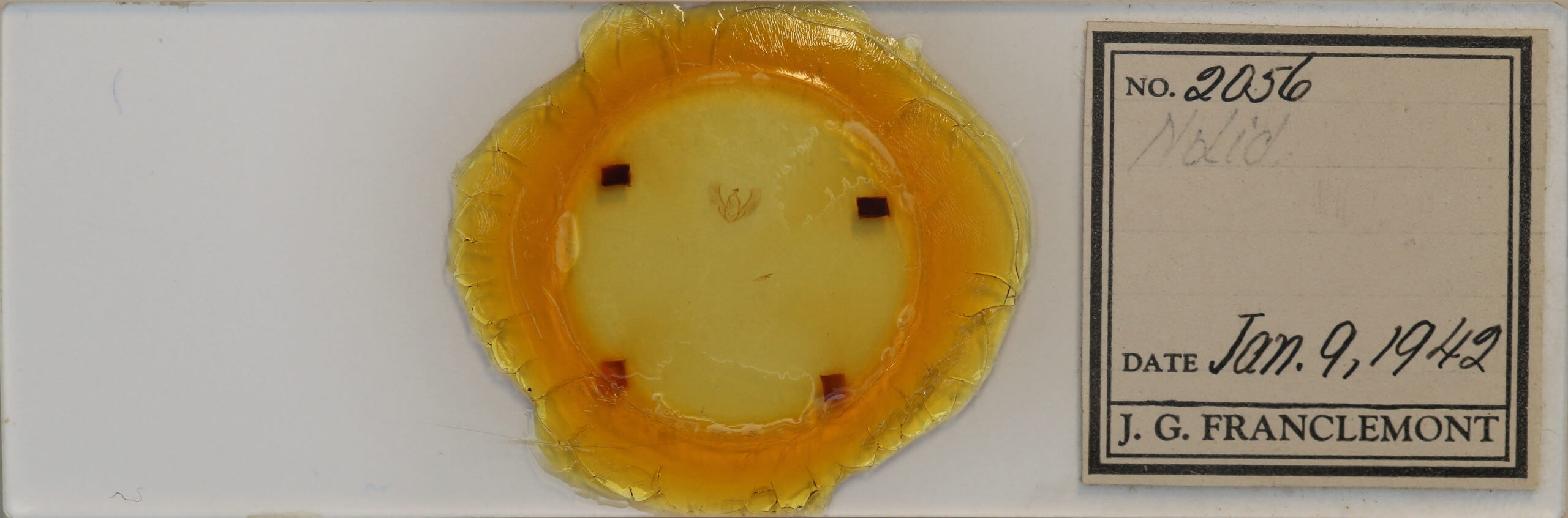 slide view of adult Meganola minuscula